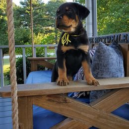 Rottweiler Puppies from Black Jade Rottweilers