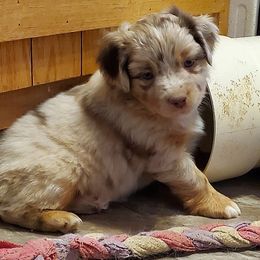 Pumpkin Spice Latte - Red merle male Miniature Australian Shepherd puppy in Findlay, Ohio from RStar Aussies