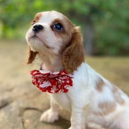 Opal - Blenheim female Cavalier King Charles Spaniel puppy in Crawford, Tennessee from Lilly Lane Spaniels