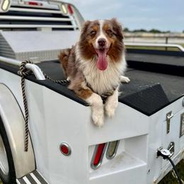 Ronan - Australian Shepherd