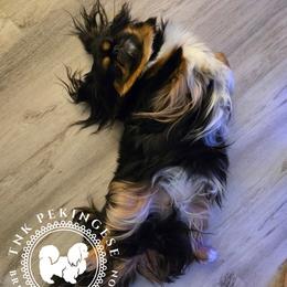 Lucy Lu - Pekingese
