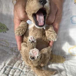 Goldendoodle Puppies from Cassie Farms