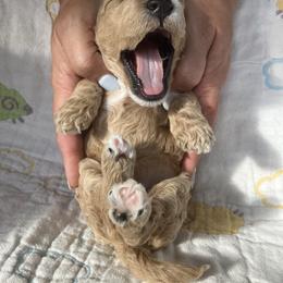 Goldendoodle Puppies from Cassie Farms