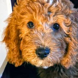 Benjamin - Parti male Goldendoodle puppy in Western Massachusetts, Massachusetts from Magical Goldendoodles of Pioneer Valley, MA