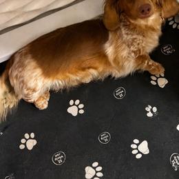 Freya - Dachshund