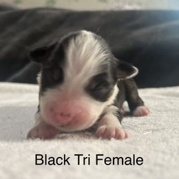 Girl 3 - Australian Shepherd puppy in Salem, Oregon from Cherry City Kennels