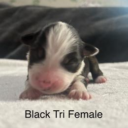 Girl 3 - Australian Shepherd puppy in Salem, Oregon from Cherry City Kennels