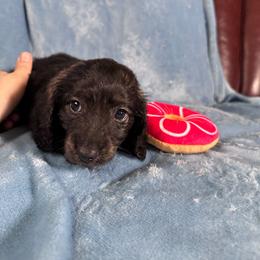 Red - Brindle male Dachshund puppy in Waukegan, Illinois from Rolling and Howling Basset Hounds and Dachshunds