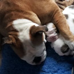 Bulldog and Shetland Sheepdog Puppies from Smooch-A-Bulls English Bulldogs & M&M Shelties