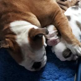 Bulldog and Shetland Sheepdog Puppies from Smooch-A-Bulls English Bulldogs & M&M Shelties
