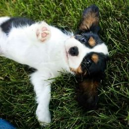 Cavalier King Charles Spaniel Puppies from Happily Ever After Cavaliers
