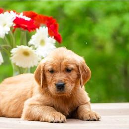 Nessie - Dark golden female Golden Retriever puppy in Saint Joe, Indiana from Golden Acres Farm