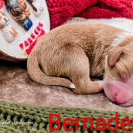 Bernadette - Buff female Cockapoo puppy in Perry, Arkansas from Parker's Cockapoos