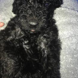 Labradoodle and Poodle Puppies from Salley Mcintyre's Labradoodles and Poodles