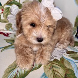 Sateen - Apricot female Maltipoo puppy in West Jordan, Utah from Mid Sized Maltipoos and More LLC