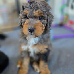 Arlo - Blue merle male Bernedoodle puppy in Mc Gaheysville, Virginia from Doting Doodles