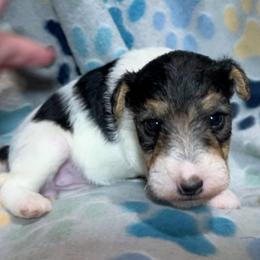 First-born Boy - White black and tan male Wire Fox Terrier puppy in Ennis, Texas from Syrayed Farm