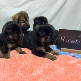 Duke - Black and tan male German Shepherd puppy in Stanardsville, Virginia from Majestic K9 LLC