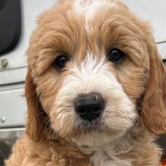Cockapoos and Goldendoodles from 7 Sisters Cockapoos
