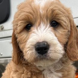 Cockapoos and Goldendoodles from 7 Sisters Cockapoos
