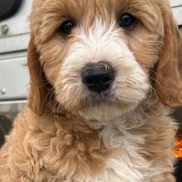 Cockapoos and Goldendoodles from 7 Sisters Cockapoos