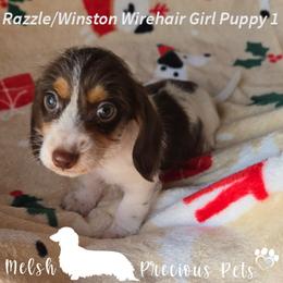 Puppy 1 by Birth order ( Girl 1 ) - Chocolate and tan female Dachshund puppy in Anamosa, Iowa from Melsh Precious Pets