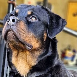 Ginger - Rottweiler
