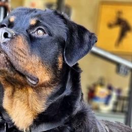 Ginger - Rottweiler