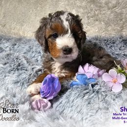 Bernedoodle Puppies from A Star is Born Doodles