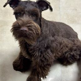 Brownie - Miniature Schnauzer