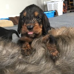 Otterhounds from Con Cara Kennels