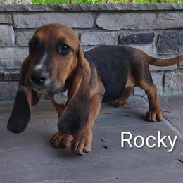 Rocky - Black brown and white male Basset Hound puppy in Newton Grove, North Carolina from MGA Basset Hound