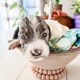 Stetson - Parti male Goldendoodle puppy in Mountain Home, Idaho from MightyDoods