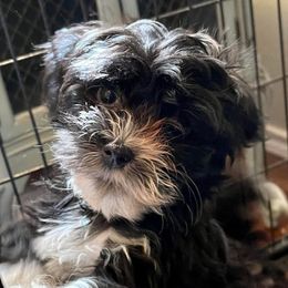 Havanese from Havanese Happiness
