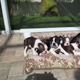 Boston Terriers from AtlantisBostonTerriers