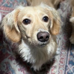 Grady - Dachshund