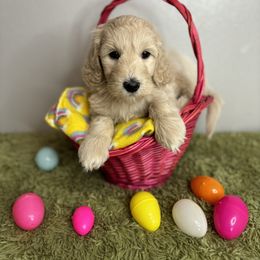 Bernedoodle, Goldendoodle, and Poodle Puppies from Poodle and Doodle Haven