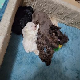 Miniature Schnauzers from Chiquiticos Shnauzers