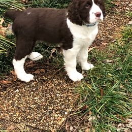 English Springer Spaniel Puppies from Brandywine Springers