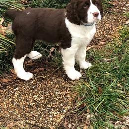 English Springer Spaniel Puppies from Brandywine Springers