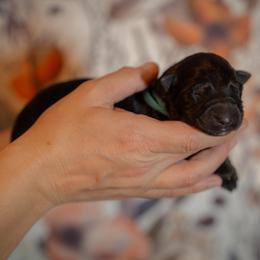 Diamond - Black female German Shepherd puppy in Windsor, South Carolina from Sinister Shepherds