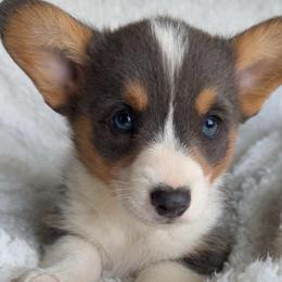 Tucker - Blue male Pembroke Welsh Corgi puppy in Beggs, Oklahoma from Blue Diamond Corgi’s