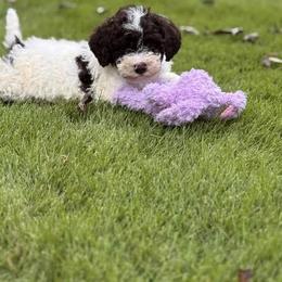 Button - Brown female Lagotto Romagnolo puppy in Sugar Valley, Georgia from Pinnacle Farm and Kennel