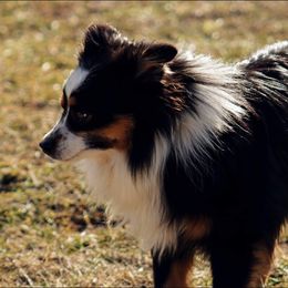Flash - Toy Australian Shepherd