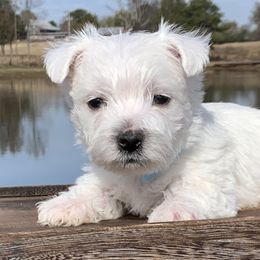 West Highland White Terriers from Twin Lake Westies
