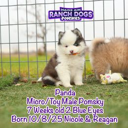 Panda - Black and white male Pomsky puppy in Humeston, Iowa from M.A.R. Dogs