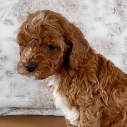Yaya - Red male Cavapoo puppy in Utah County, Utah from Cascade Springs Doodles