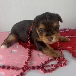Chocolate girl - Chocolate, tan and white female Yorkshire Terrier puppy in Gainesville, Georgia from Country Dog Kennels.