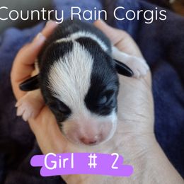 Girl 2 - Black and tan Pembroke Welsh Corgi puppy in Mc Alpin, Florida from Country Rain Corgis