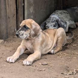 Loreth - Harlequin female Great Dane puppy in Citra, Florida from AEW Farm